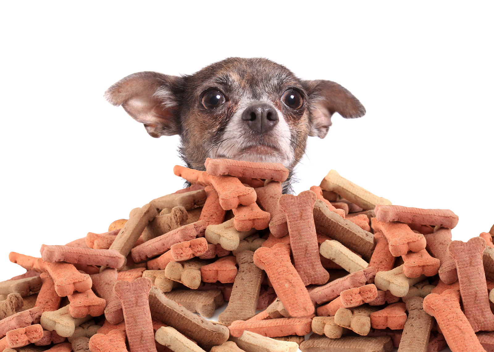 What Is The Best Dog Food For Dogs Dog Food Insider