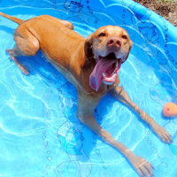 Summer Safety For your Dog
