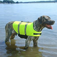 Tips For Swimming With Your Dog