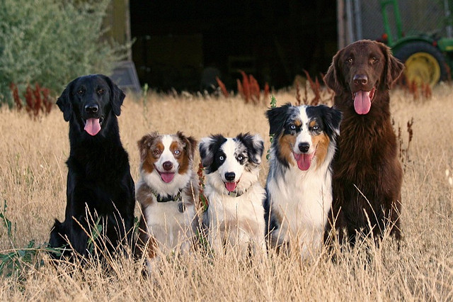 leader of the pack dog training
