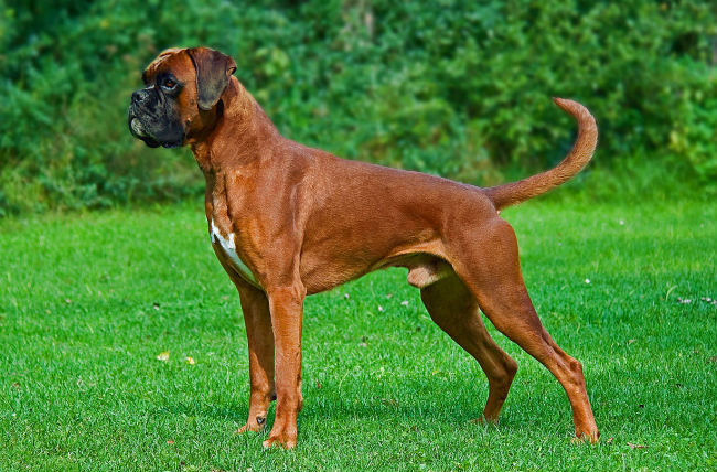 what is the best food for boxers