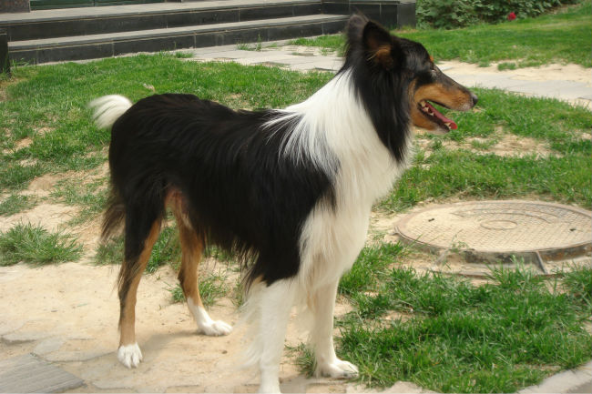are smooth and rough coated collies bred differently
