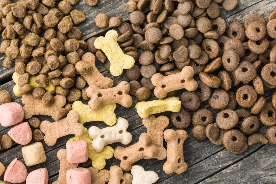 Top Rated Dog Food Brands You Want To Consider For Your Pet