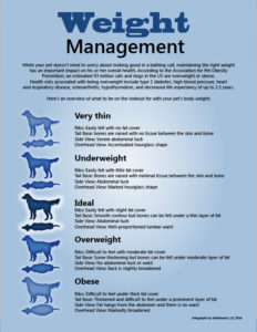 Our Guide On The Best Dog Food For Underweight Dogs