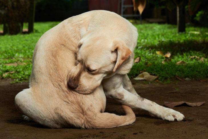 the-best-dog-supplements-for-dry-itchy-skin-itchy-dog-skin-cures